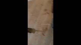 Puppy Steals Big Dog's Food