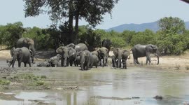 Joyful moment elephant calves give themselves mud bath