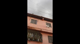 Dogs peek over building edge to say hello