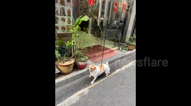 Hilarious moment as dog scratches back against glass door at hair salon
