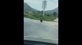Rare enormous vulture spotted on streets of China stuns men