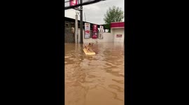 Two dogs drift on plastic amid typhoon Gaemi flooding in Cainta, Rizal