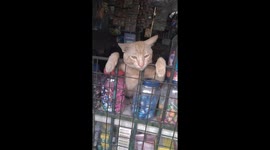 Cat sleeps through customer visit in Taytay store