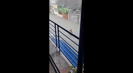 Man rescues dog from waist-high floodwaters in Manila amid typhoon Gaemi