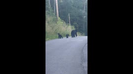 Bear encounters in Gatlinburg, Tennessee