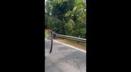 Tapir encounter on the road in Kelantan, Malaysia