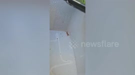 Roofers discover one of the world's deadliest scorpions in box of tiles