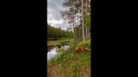 Dog falls into water while playing at waters edge in Oslo, Norway