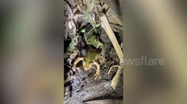 It's frog-eat-frog in the amphibian dating game, study reveals