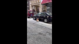 Two Chinese dogs have a playful street dance off