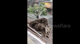 Powerful winds overturn truck and uproot trees as typhoon Kaemi slams southern China