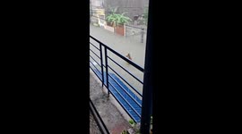 Local carries pet dogs in his arms through flooded road