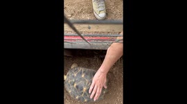 Tortoise does a little dance as zoo visitors give it bum scratches
