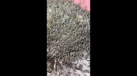 Army Worm Infestation