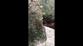 Ants on a Mission