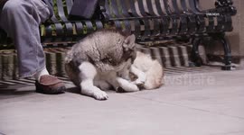 USA: Central Alameda Husky Shot