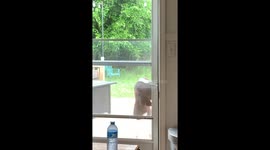 Goat Lets Himself Inside