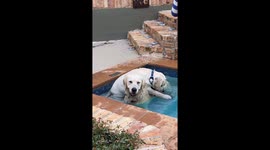 Dog Won't Let Friend Retrieve Ball