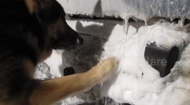 German Shepherd cleans icy truck