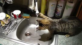 Cat versus  tap