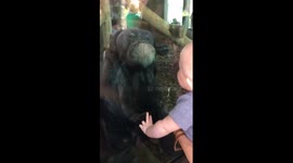 Adorable Baby and Chimp Connection! Chimp kisses baby's hand through the glass