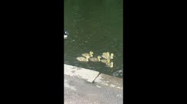 The baby geese are growing fast
