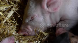 Cute piglets fight for space at feeding time at Hackney City Farm