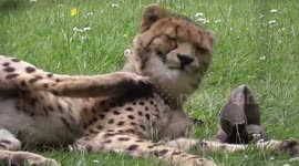 Cheetah keeps 'kicking' itself in the head