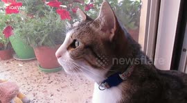 Cats meowing at birds