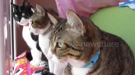 Cats Chattering at Bird!