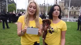 K9 Angels at Puppy Farm Protest