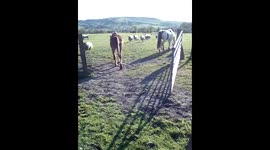 Sheep escaping the horses