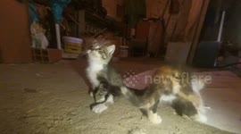Kitten scare of something