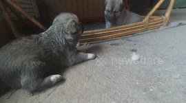 synchronized husky puppies