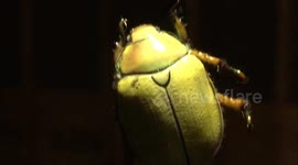 Mystery Bug (This thing is creepy)