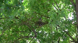 Fluffy wood pigeon chicks in the nest with their mother