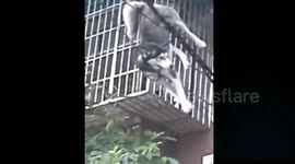 Husky rescued after falling onto cables from building