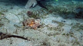 Small octopus uses flipflop to build its home