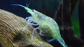 Close up of a Shrimp carrying eggs