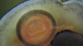 Ultra close-up view of a snail eating