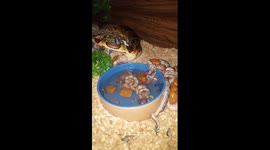 Impressive footage of snake giving birth