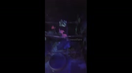 Emerald tree boa strike