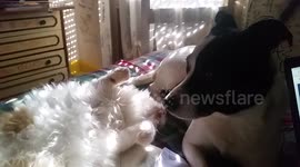 Micio the cat loves Bubby the dog. #cat #dog #cani #gatti #cats #gatto