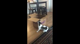 Delusional cat chasing imaginary mouse