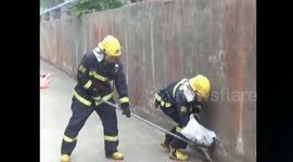 眼镜蛇工厂串门吓工人消防捕捉移交动物园