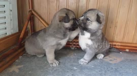 Husky puppies fighting is brilliantly cute