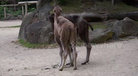 Baby camels running is adorable