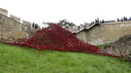 Poppies wave at Lincoln Castle.