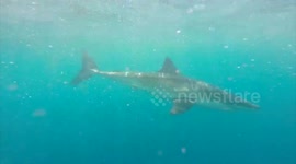 Amazing great white shark cage diving experience
