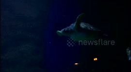 Beautiful Sea Turtle Swimming